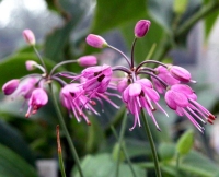 Allium splendens kurilense